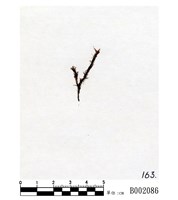 藏品(短葉苔)的圖片